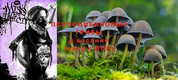 ПСИЛОЦИБИНОВЫЕ ГРИБЫ Аркадак